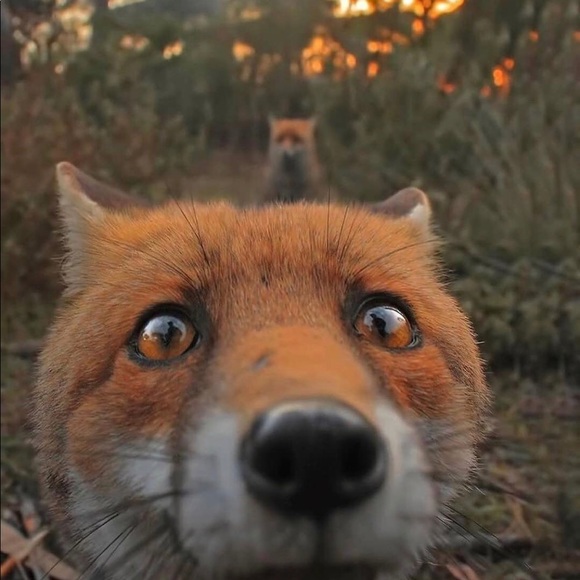 Meet your Posher, Megan - Picture 1 of 1